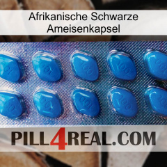 Africa Black Ant Capsule viagra1